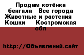 Продам котёнка бенгала - Все города Животные и растения » Кошки   . Костромская обл.